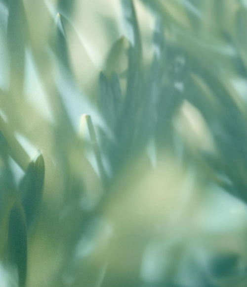 COMPREHENSIVE SPA FUSION